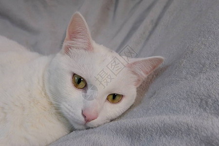 闭上一只可爱的小白猫的头躺在灰色的床单上粉红色图片