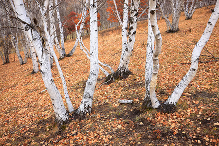 秋天的白桦树和叶图片