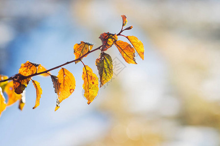 在阳光的浅色背景下有黄色秋叶的树枝背景图片