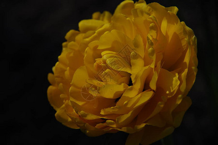 黄色郁金香的美丽开花图片