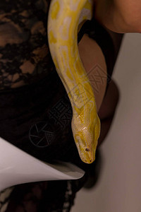 白色和黄色白化莫鲁罗蟒蛇的美丽标本背景图片