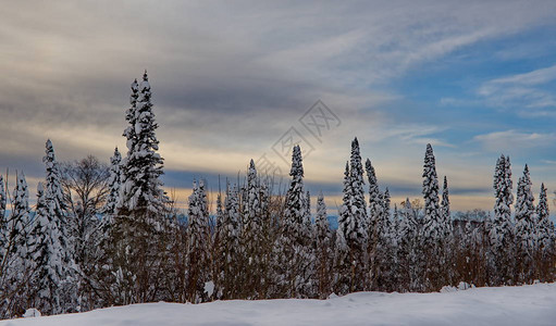 冬天的早晨在白雪皑的针叶林俄罗斯西伯利亚南部图片