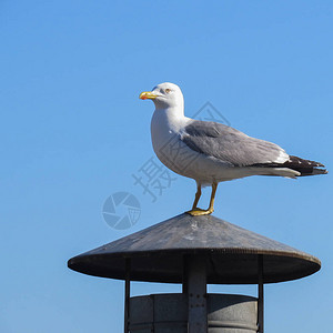 白色海鸥站在通风管道盖子上望远处近一图片