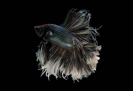 暹罗斗鱼在黑色背景下被隔离图片素材