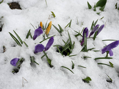 在白雪中结冰的报春花黄色和紫色特写图片