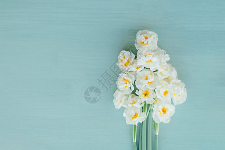 淡蓝色背景上的新鲜白水仙花图片