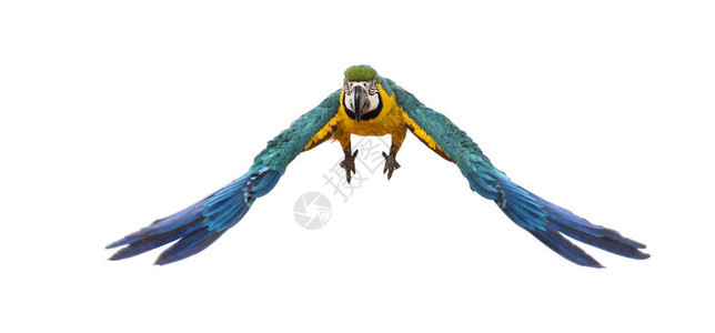 蓝色和黄色金刚鹦鹉阿拉乌纳图片
