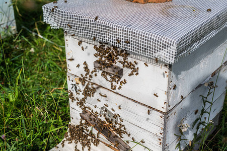 蜂蜜蜂在窝入口洞图片