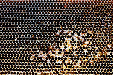 蜂窝甜美的天然蜂蜜质图片