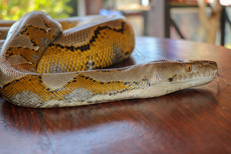 桌子边缘的头蟒黄色图案关闭用于背景的蛇皮纹理白化网纹蟒蛇的肖像美丽的爬行动物国际蛇日图片
