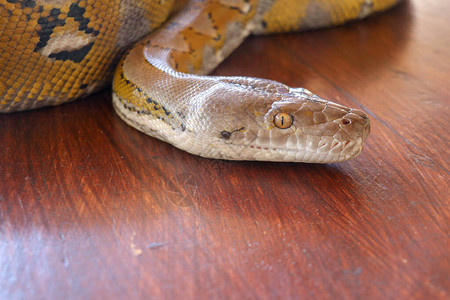 桌子边缘的头蟒黄色图案关闭用于背景的蛇皮纹理白化网纹蟒蛇的肖像美丽的爬行动物国际蛇日图片
