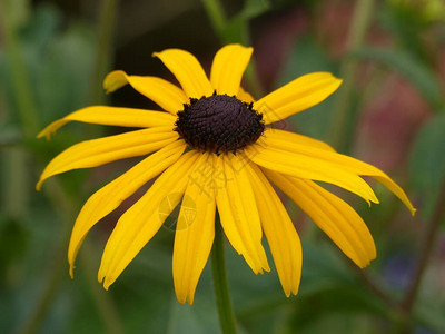 RudbeckiaFulgidaGoldsturm也被称为紫锥花黄色风暴或ConeflowerGol图片