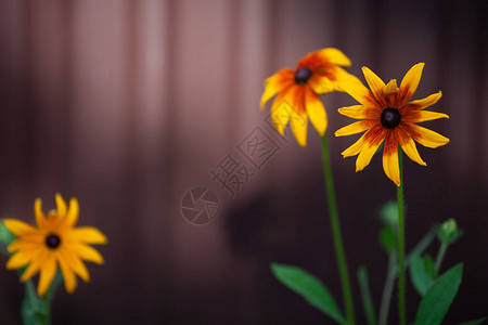 两朵大花和一朵小花在栅栏前图片