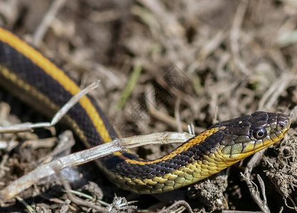 Garter蛇头细节美国加利福尼亚图片