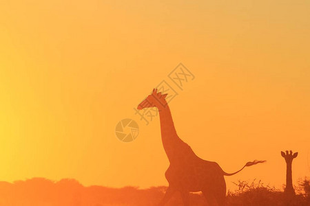 长颈鹿背景非洲野生动物自然中图片