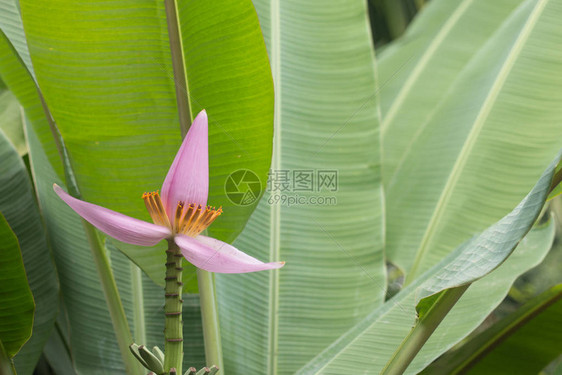 香蕉树上的粉红色香蕉花绿叶背景图片