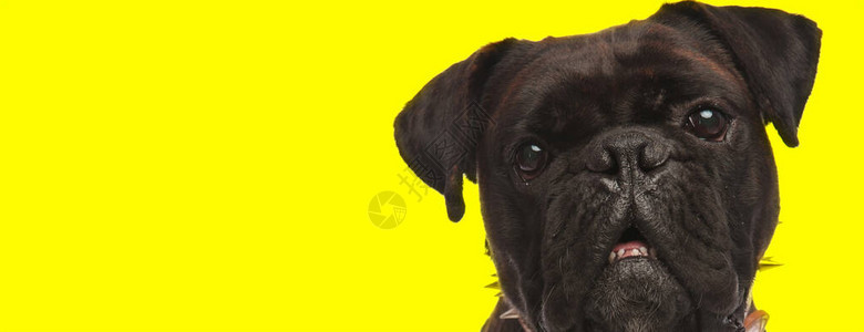 一只可爱的拳击犬戴着项圈图片