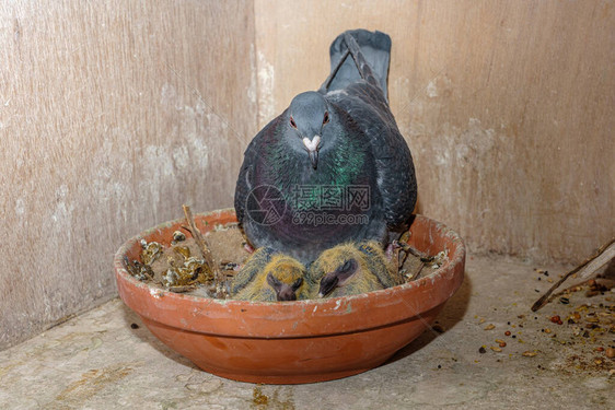双对婴儿赛鸽和他们的母亲在鸽子图片