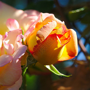 淡橙色花园玫瑰花蕾图片