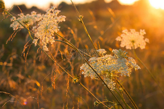 夜间日落光照背景的野生草原白色花朵关闭摄影图片