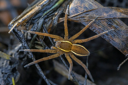 大木筏蜘蛛或大木筏蜘蛛Dolomedesplantarius是比萨里达家族的图片