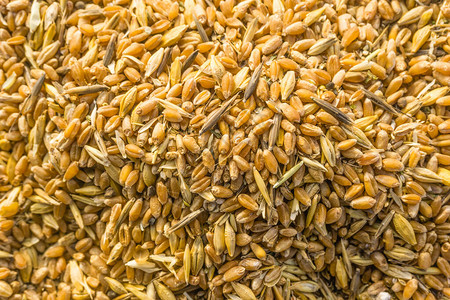 大麦,燕麦植物黄色图片素材