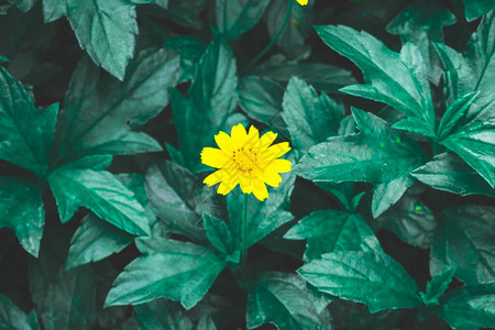 深绿色叶子上的匍匐雏菊的漂亮黄色娇小花瓣图片