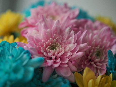 美丽华的粉色紫混黄绿蓝红橙彩虹色菊花束是送给优雅活力女图片
