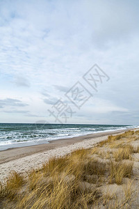 沙丘草在波罗的海随风飘扬图片