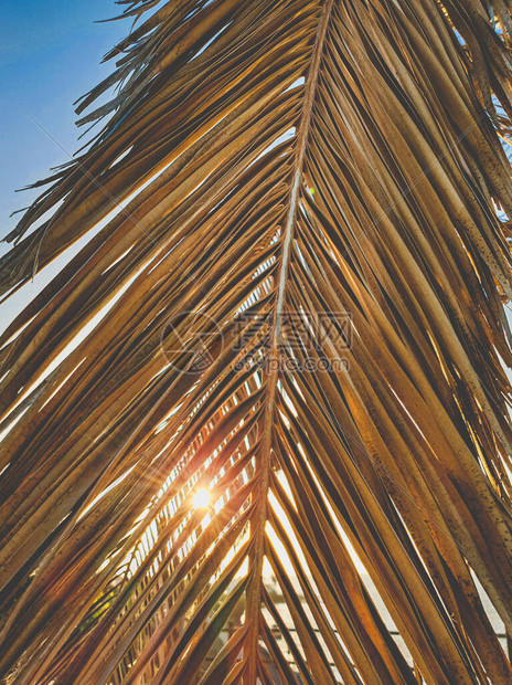 通过棕榈树叶在海滩上的日落特写色调背景图片