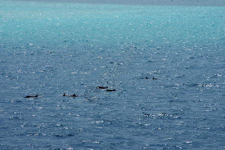 a海豚在松绿海中图片