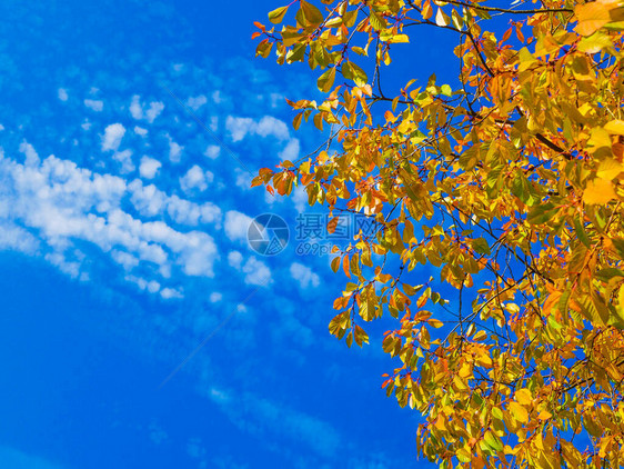 蓝色天空的黄色树叶图片