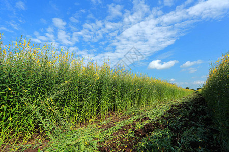 豆科植物中的猪笼草植物通常作为绿肥种植图片