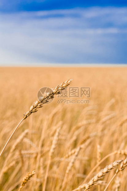 麦穗在麦田和蓝天白云的背景下关闭图片