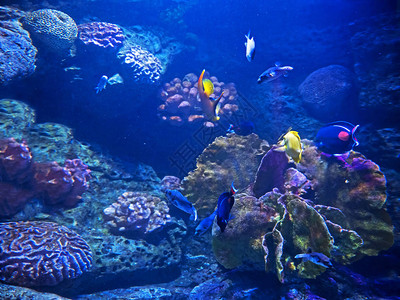海底珊瑚礁与海鱼的美丽近图片
