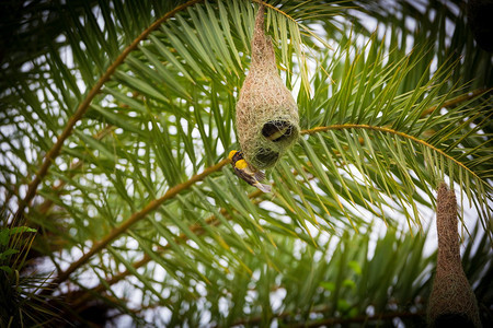 Weavers筑巢群通常见于刺青的树木或棕榈峰图片