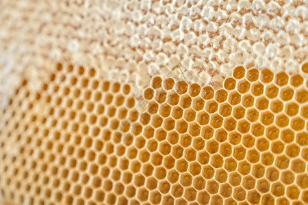 来自蜂巢的蜂蜜的天然蜂窝图片