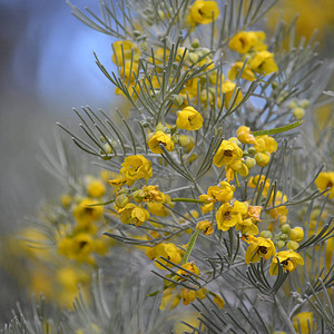 澳大利亚本土银决明番泻叶豆科植物的灰色叶子和黄色花朵图片
