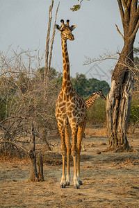 游戏驱动safari中长颈鹿的前视图图片