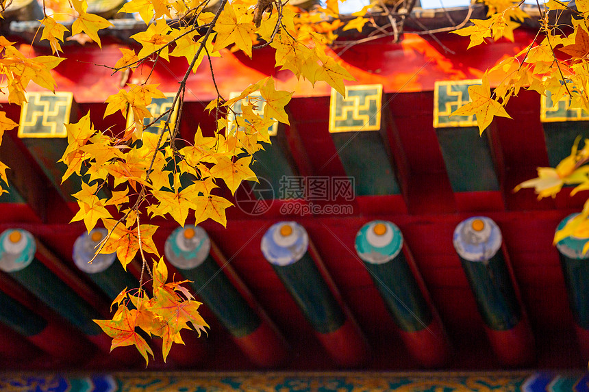 秋天的北京香山公园图片