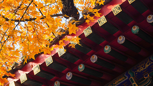 秋分北京香山公园的枫叶背景