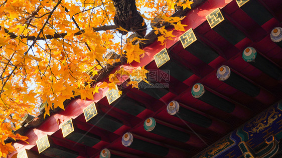 北京香山公园的枫叶图片