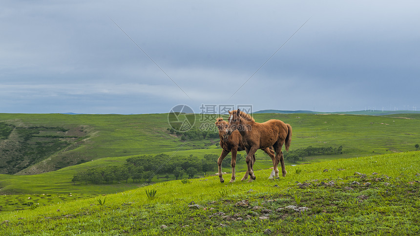 内蒙古辉腾锡勒草原风光奔驰的骏马图片