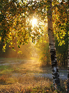 秋色的秋日森林Bir图片