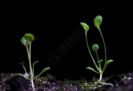 Arabidopsis的转基因植物实图片