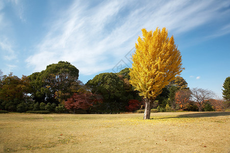 夏日本风景独树黄叶图片