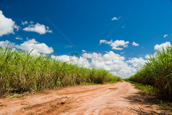 通往甘蔗田的路巴西的甘蔗产量约占世图片