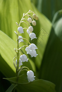 在绿色的春天铃兰花背景图片