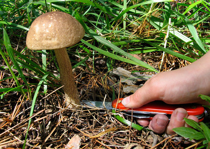 蘑菇踢棕帽牛肝菌图片