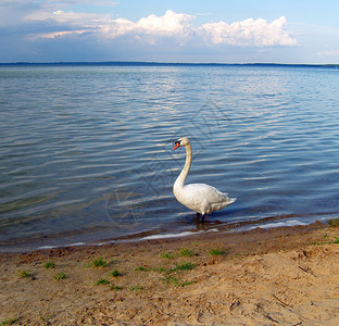 湖岸上的白天鹅图片